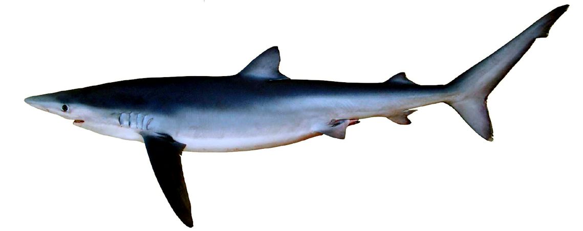 Prionace glauca _022